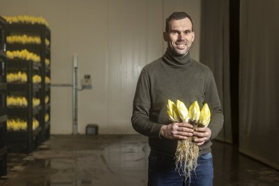 Witloofteler Stijn met witloof in de hand