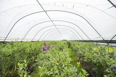 Zelfpluk bij  't Gijsbemdenhof