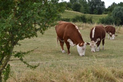 Hereford runderen