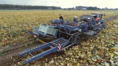 Machinaal oogsten van pompoenen