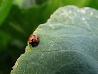 Lieveheersbeestje op pompoenplant