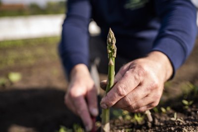 Groene asperge van Het Groeiveld