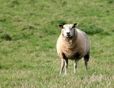 Schaap in de wei