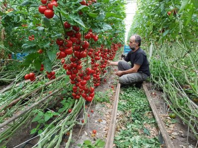 Tomatenteler Philip Vermeulen