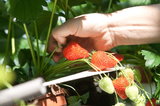 Aardbeien plukken