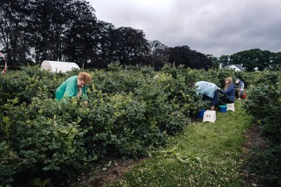 Blauwbessen Indekeu