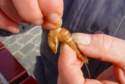 Retirez éventuellement les restes de carapace afin de dégager plus facilement la tête.