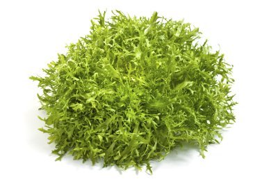 Chicorée frisée