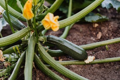 Courgette