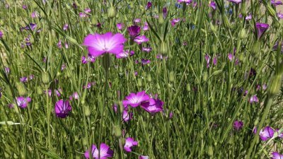 Fleurig bij Hoeve het blokhuis