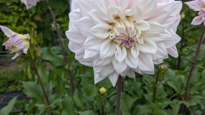 Fleurig bij Hoeve het blokhuis