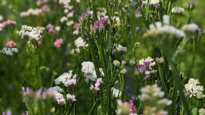 Fleurig bij Hoeve het blokhuis