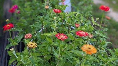 Fleurig bij Hoeve het blokhuis