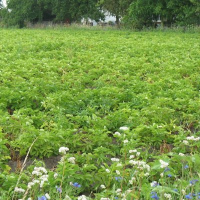 De Vrolijke Bloem