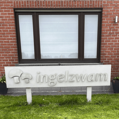 Ingelzwam