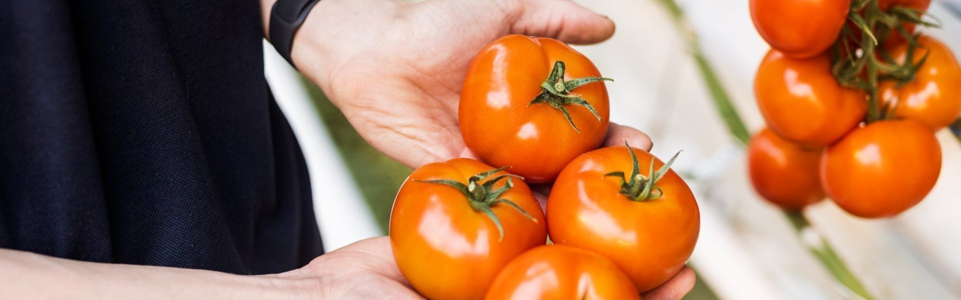 Tomatenteler Mitch met tomaten