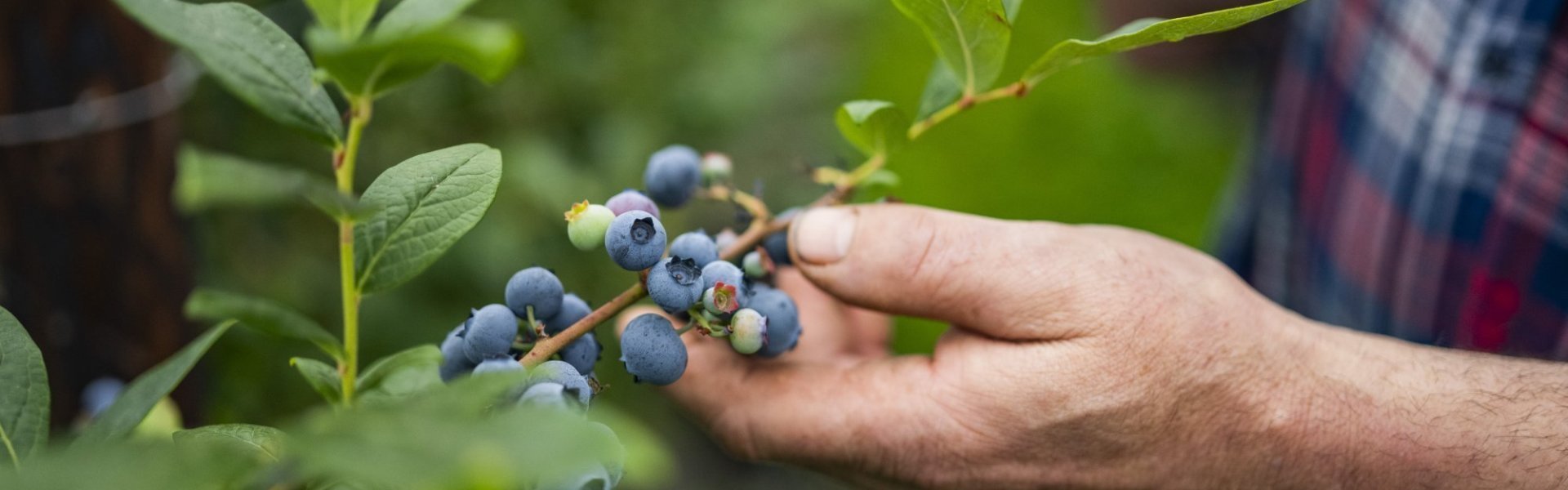 Blauwe bessen van 't Gijsbemdenhof