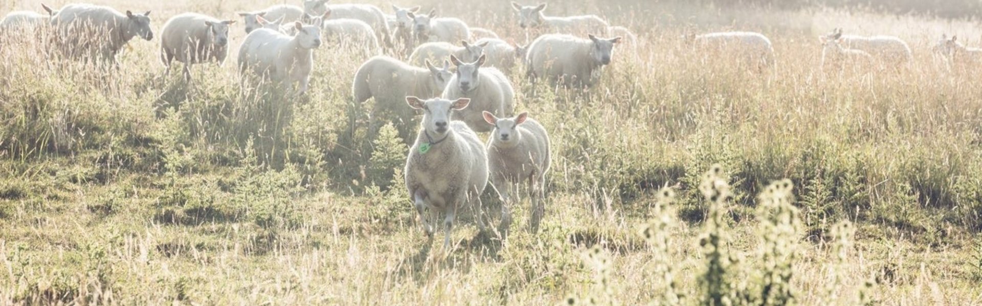 Schapen in de weide