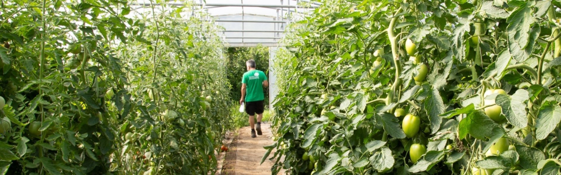 Tomatenserre © beeld: Den Diepen Boomgaard