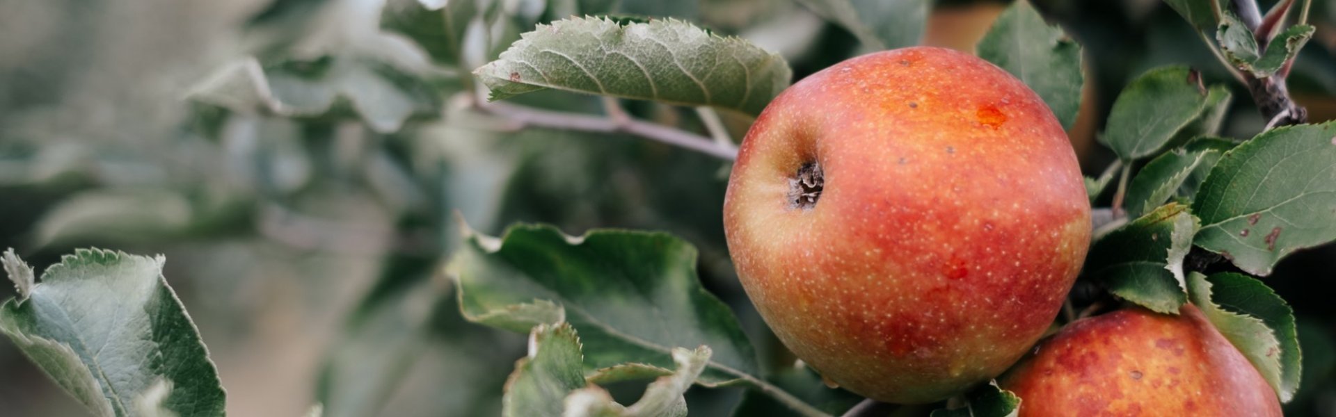 Appels van De Fruithoeve