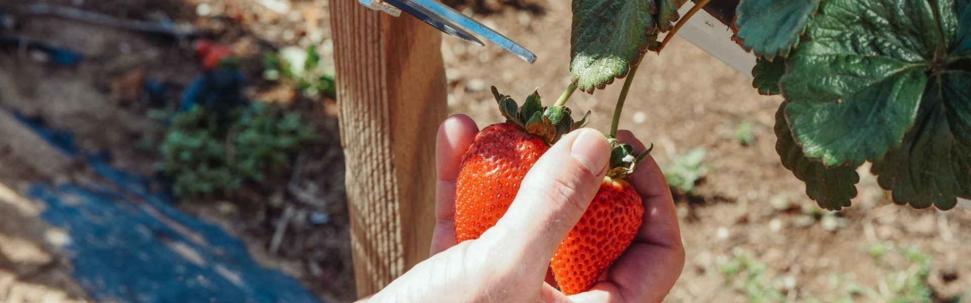 Aardbeien